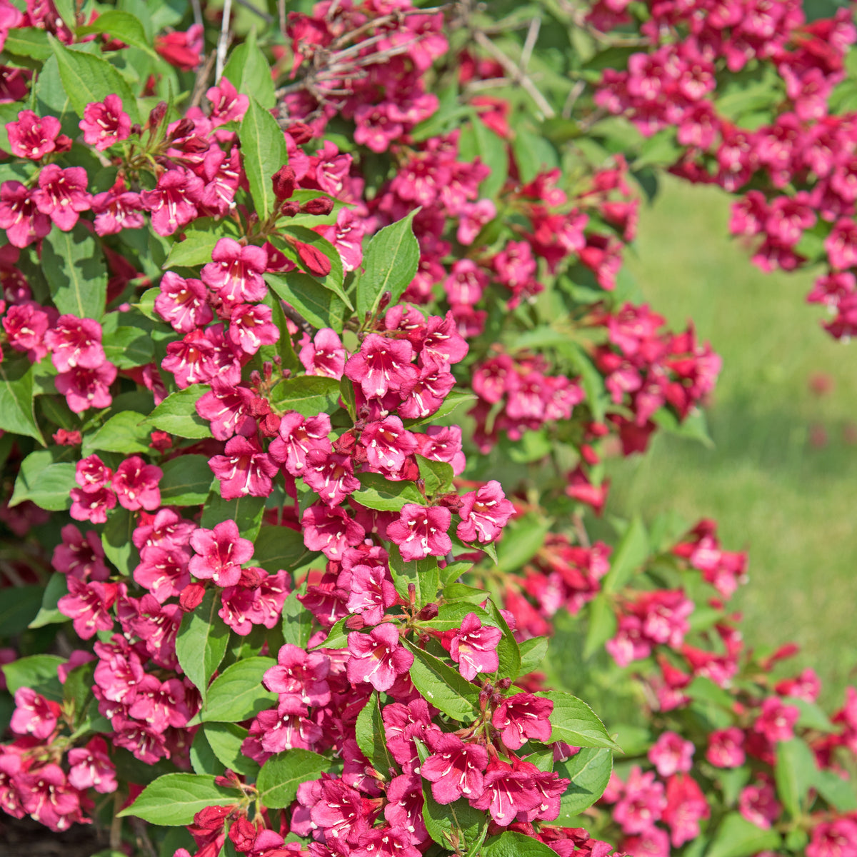 Arbustes de haie - Collection Haie des quatre saisons - 6 arbustes - Viburnum opulus Roseum, Viburnum x bodnantense Dawn, Weigelia Bristol Ruby, Philadelphus virginal, Forsythia spectabilis, Tamarix ramosissima