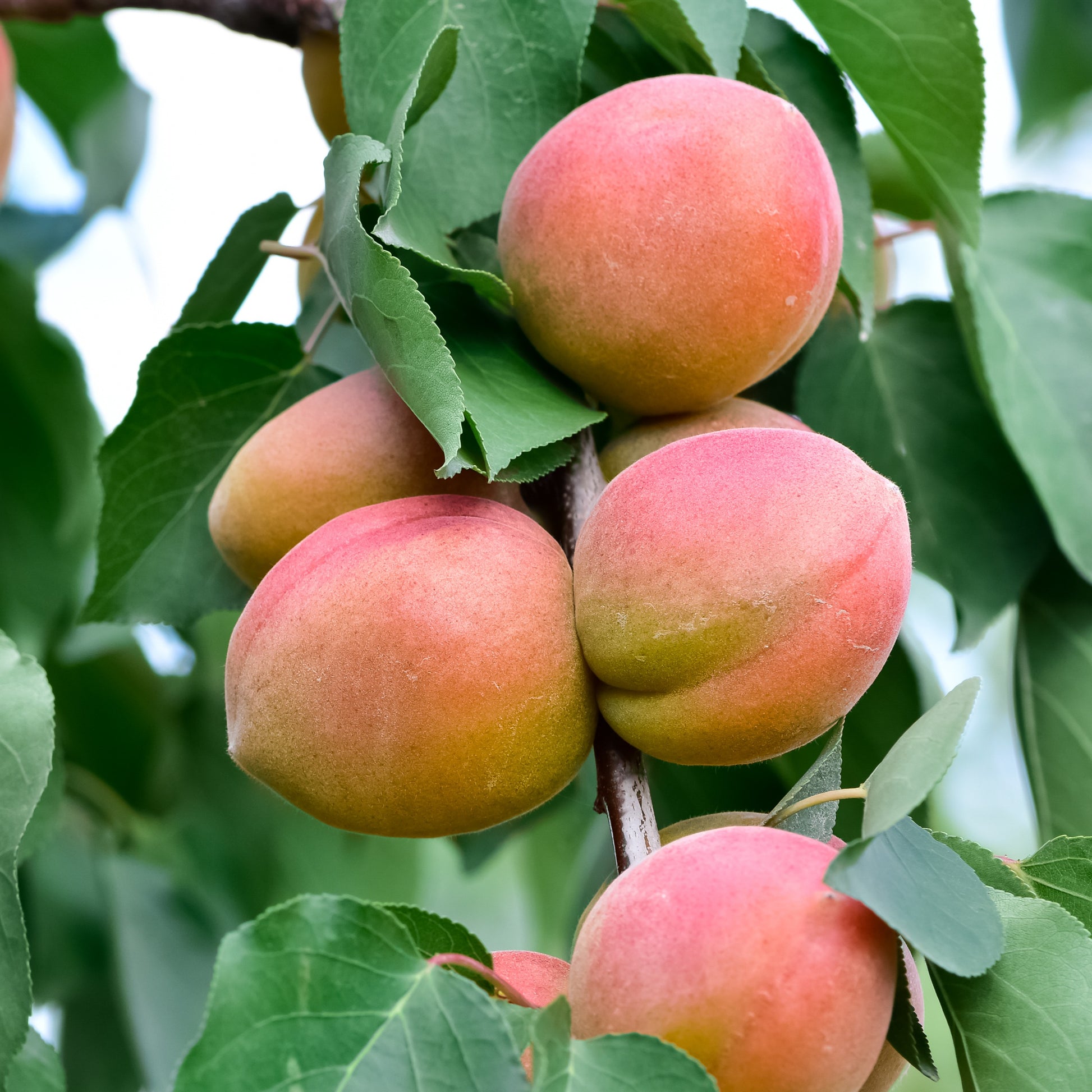 Bakker - Mini-abricotier - Prunus armeniaca Aprigold - Fruitiers