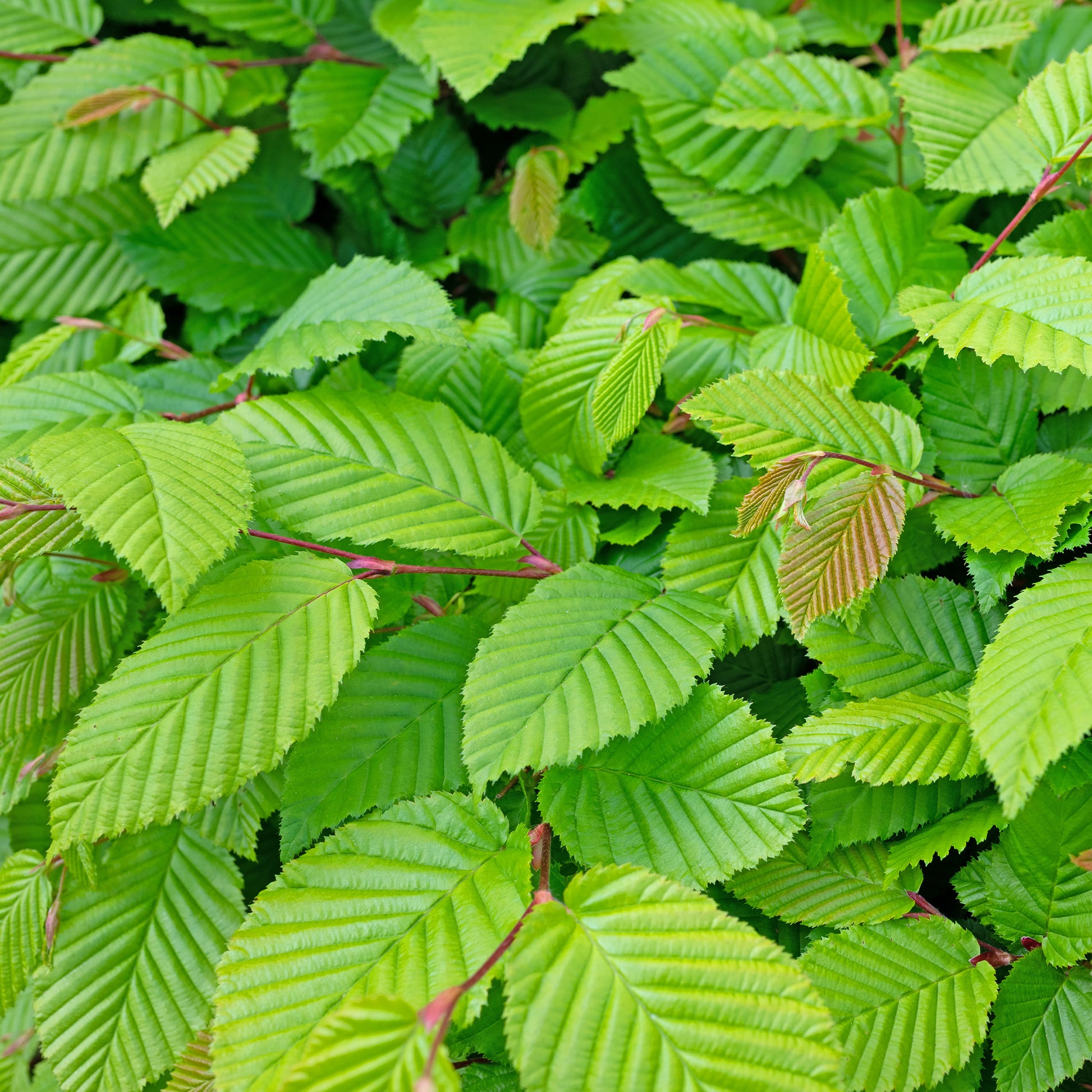 Bakker - Haie de 10 Charmes - Carpinus betulus - Arbustes et vivaces