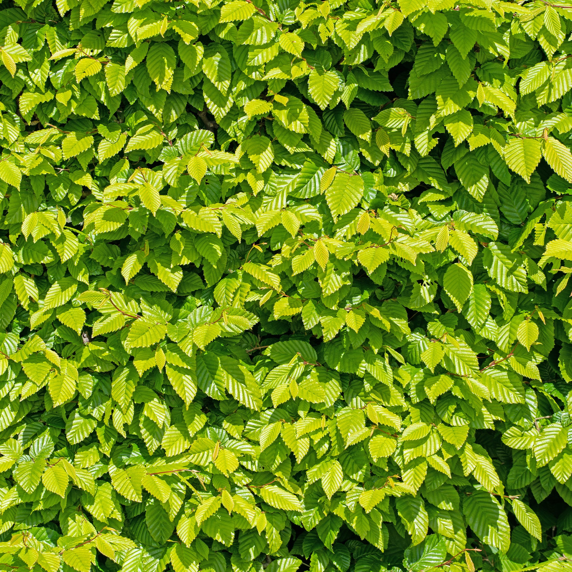 Bakker - Haie de 10 Charmes - Carpinus betulus - Arbustes et vivaces