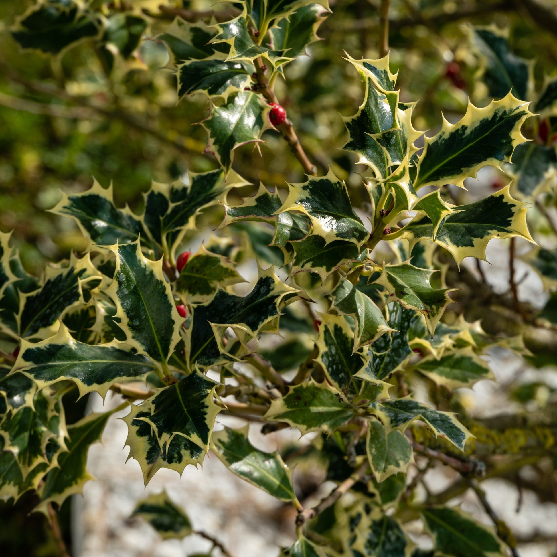 Bakker - Houx argenté sur tige - Ilex aquifolium Argentea Marginata