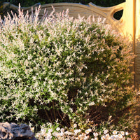 Bakker - Saule Crevette en buisson - Salix integra hakuro nishiki