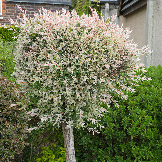 Saule Crevette sur tige - Bakker