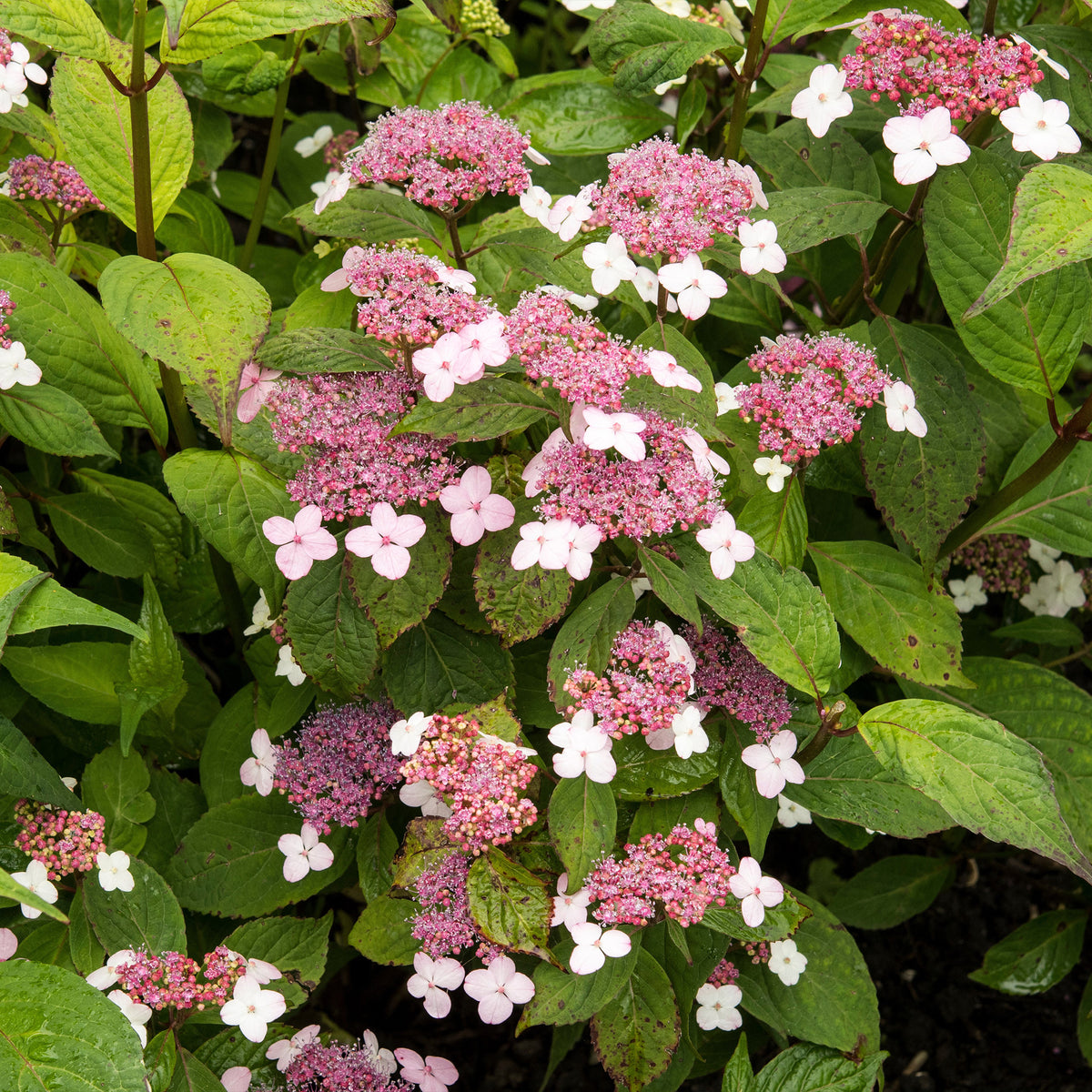 Hortensia été indien - Hydrangea serrata Indian Summer - Bakker