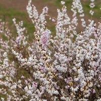 Forsythias blanc + rose - Abeliophyllum distichum - Bakker