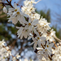 Arbustes - Forsythias blanc + rose - Abeliophyllum distichum