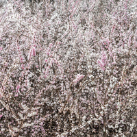 Abeliophyllum distichum - Forsythias blanc + rose - Arbustes
