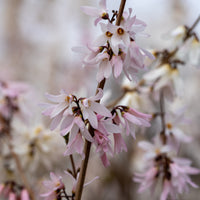 Vente Forsythias blanc + rose - Abeliophyllum distichum