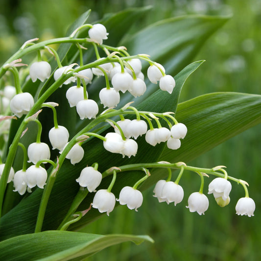 Bakker - Muguet de mai - Convallaria majalis - Plantes d'extérieur