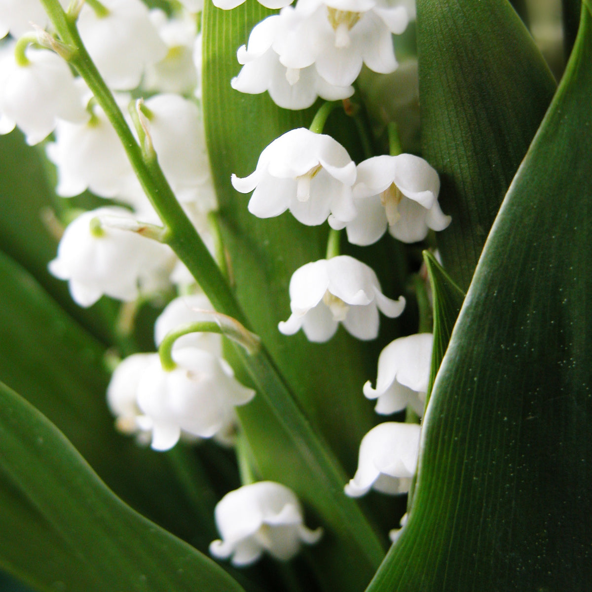 Muguet blanc - Convallaria majalis - Bakker