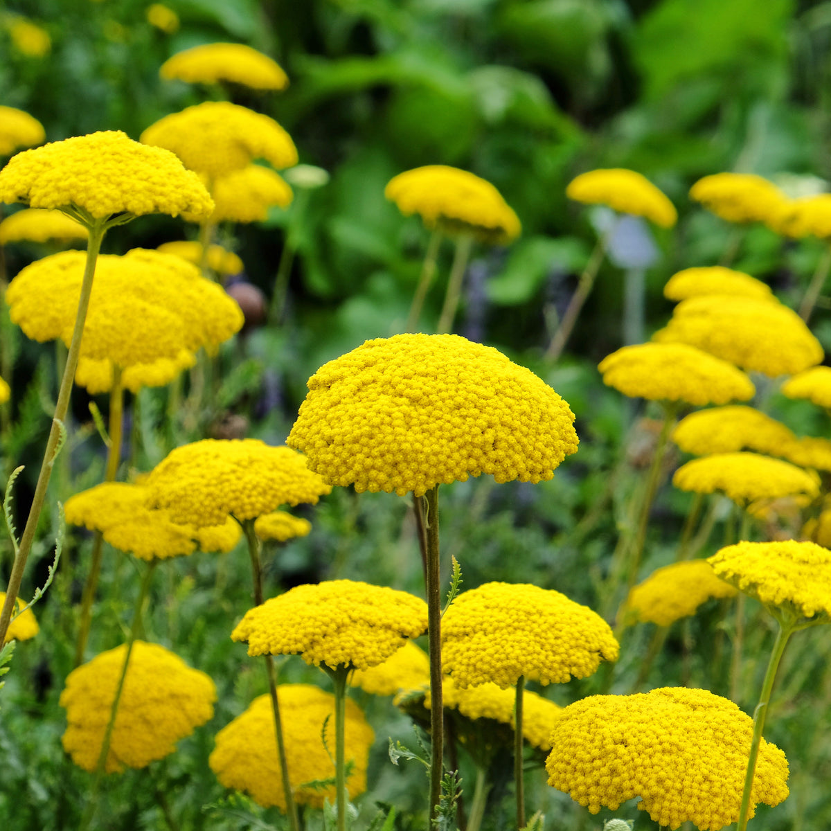 Collection variée de 12 plantes vivaces  - 2 m² - Vivaces fleuries - Bakker