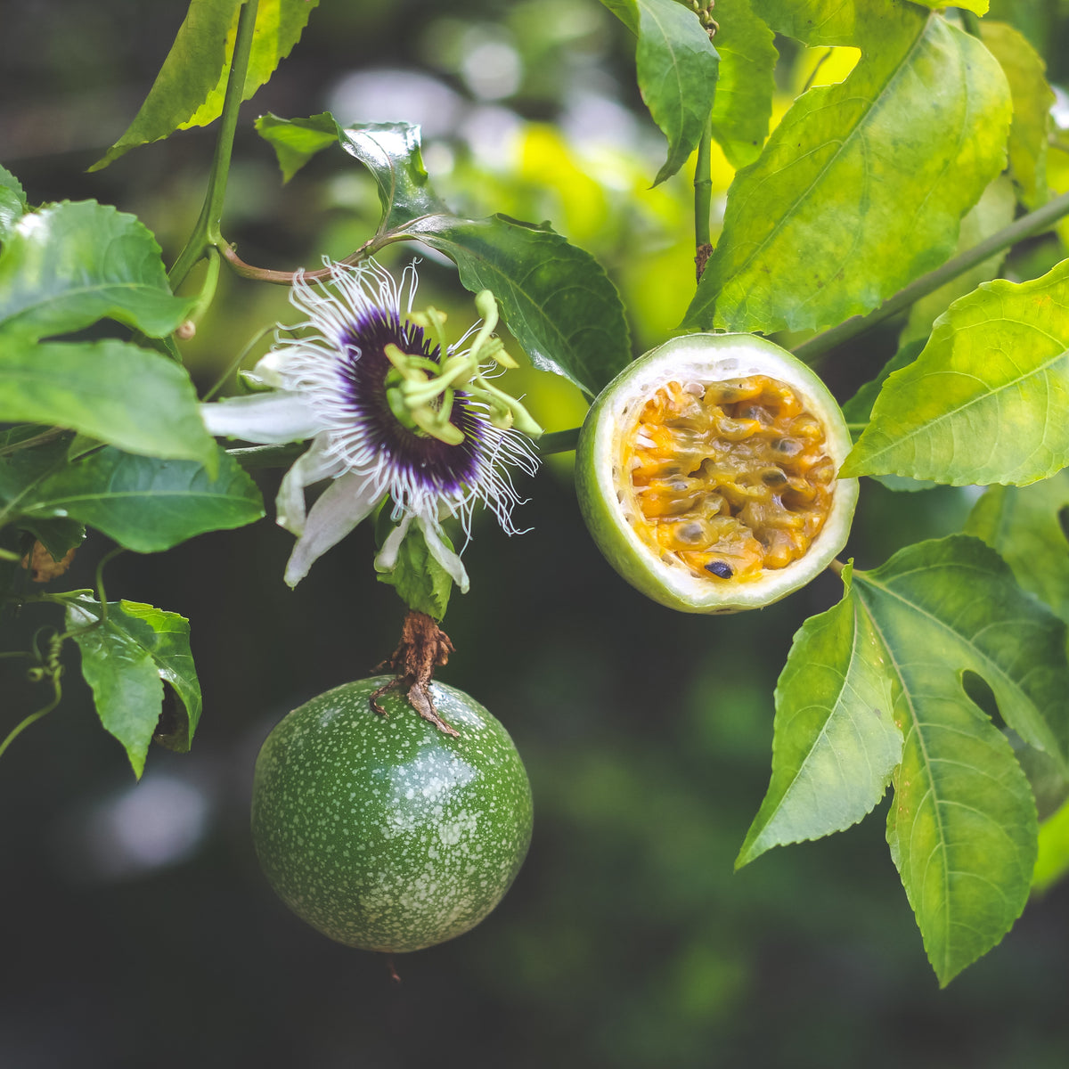 Passiflora edulis frederick - Fruit de la passion Frederick - Fruitiers grimpants
