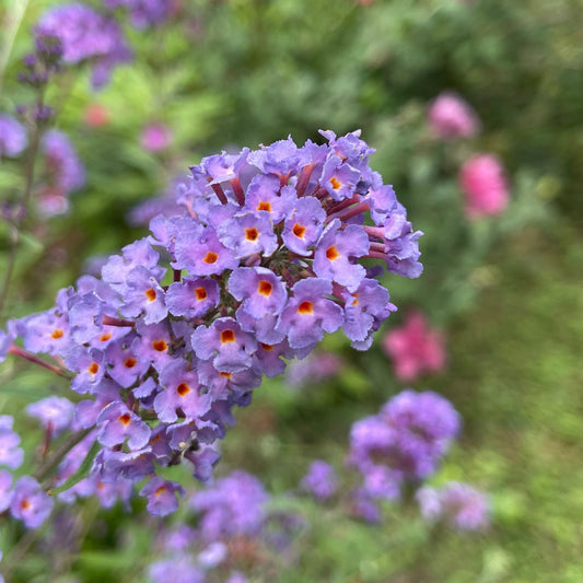 Arbre à papillons Dreaming Lavender - Buddleja dreaming lavender - Plantes d'extérieur