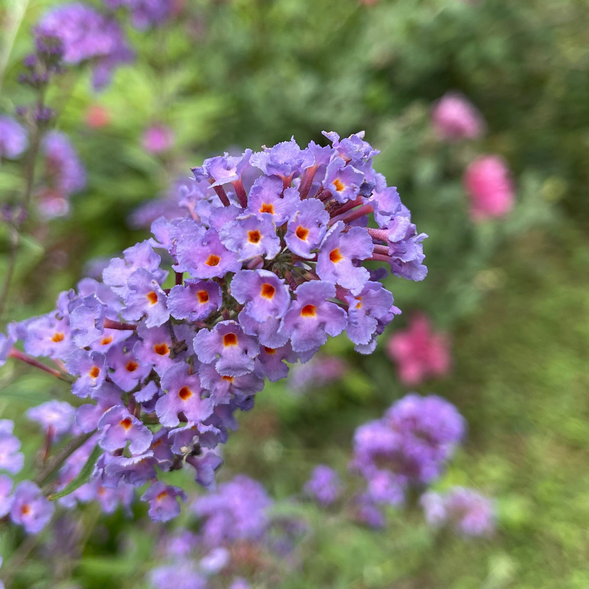 Arbre à papillons Dreaming Lavender - Bakker