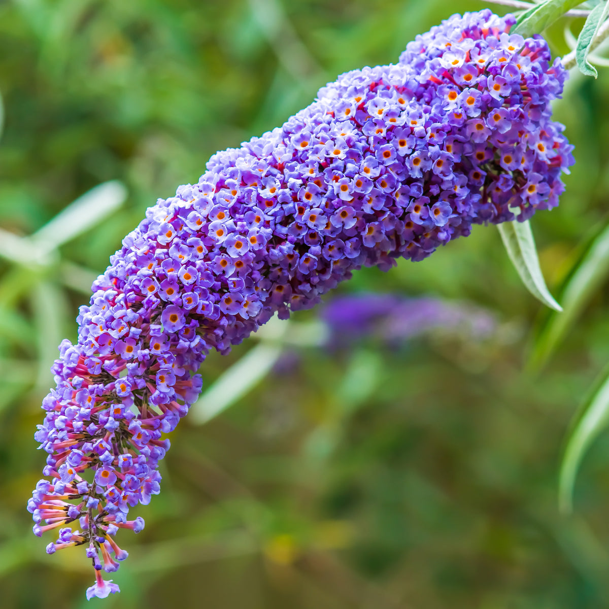 Arbre à papillons Dreaming Lavender - Buddleja dreaming lavender - Bakker