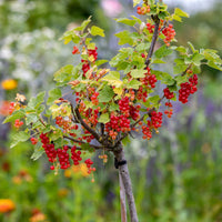 Vente Groseillier rouge sur tige - Ribes rubrum Jonkheer van Tets