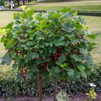Groseilliers - Groseillier rouge sur tige - Ribes rubrum Jonkheer van Tets