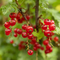 Ribes rubrum Jonkheer van Tets - Groseillier rouge sur tige - Groseilliers