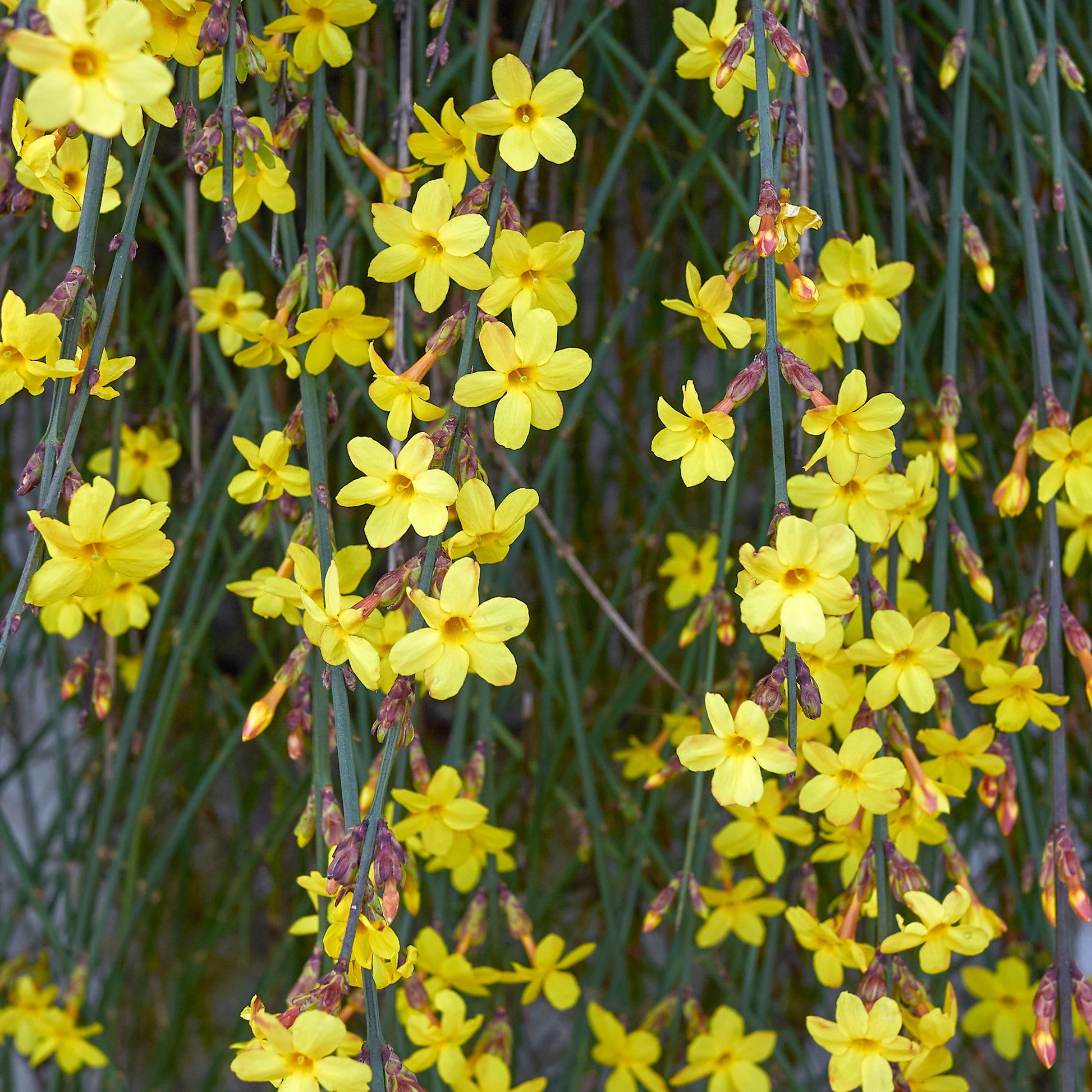 Bakker - Jasmin d'hiver - Jasminum nudiflorum