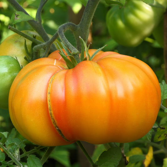 Tomate de collection Ananas - Bakker.com | France