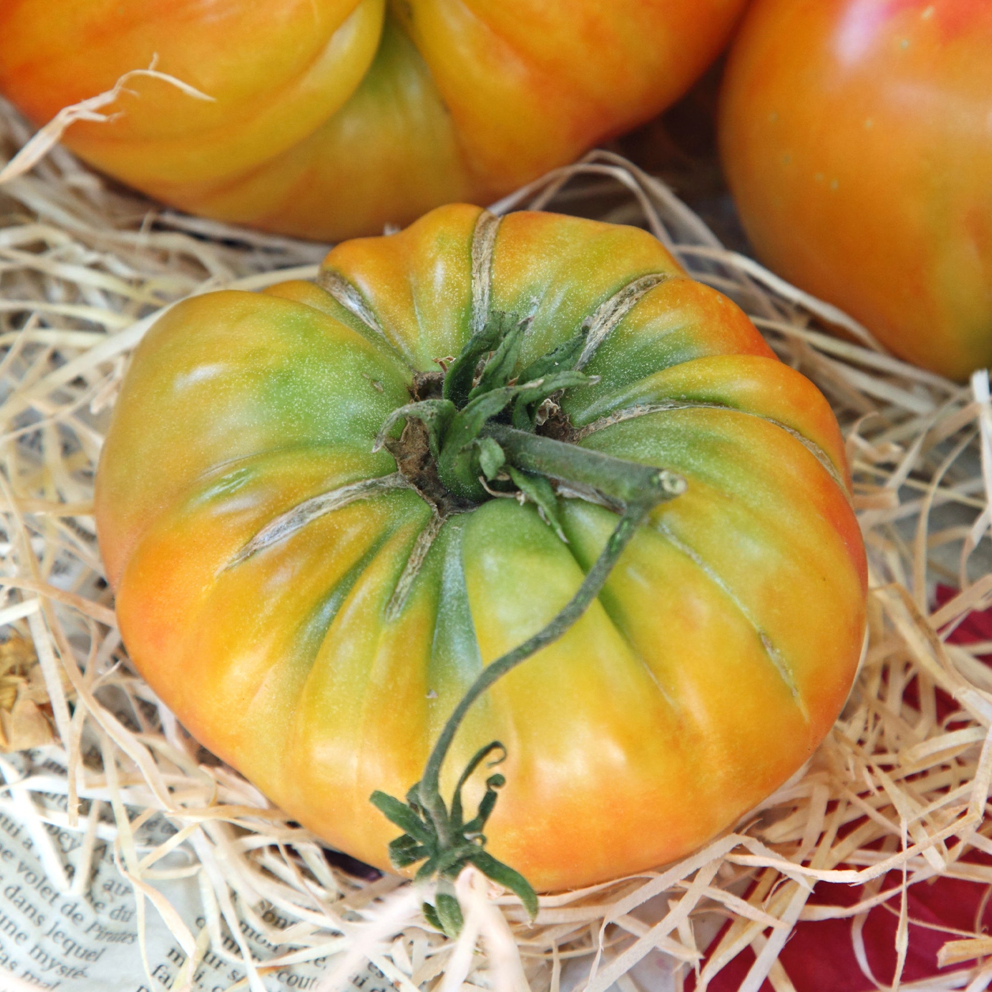 Tomate de collection Ananas - Bakker.com | France