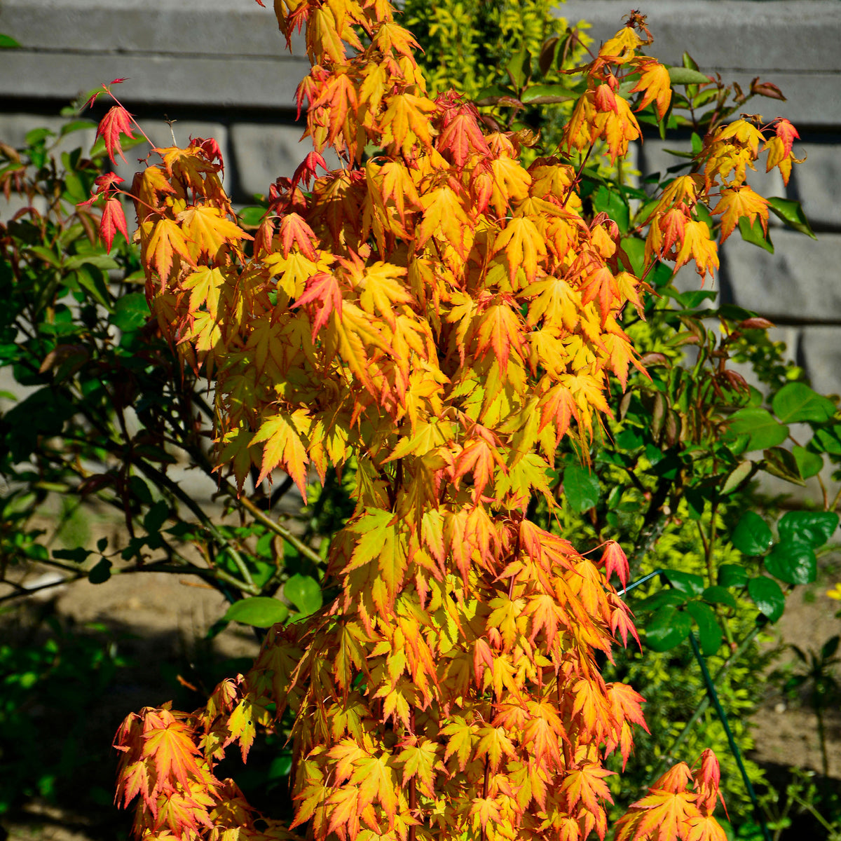 Érable du Japon 'Orange Dream' - Acer palmatum Orange Dream - Bakker