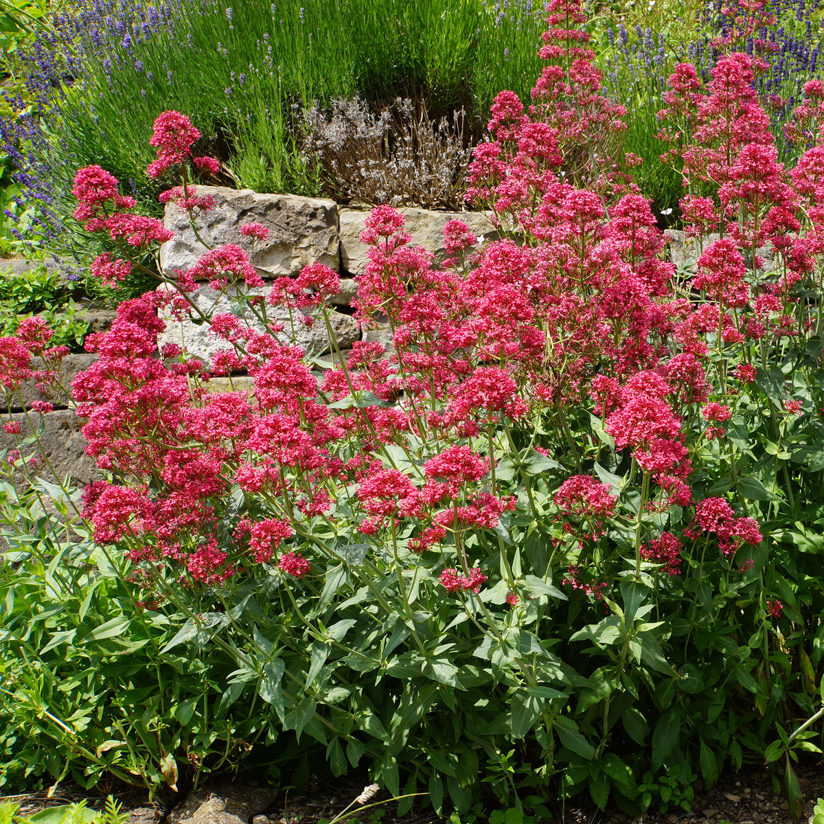 3 Valérianes rouges - Bakker