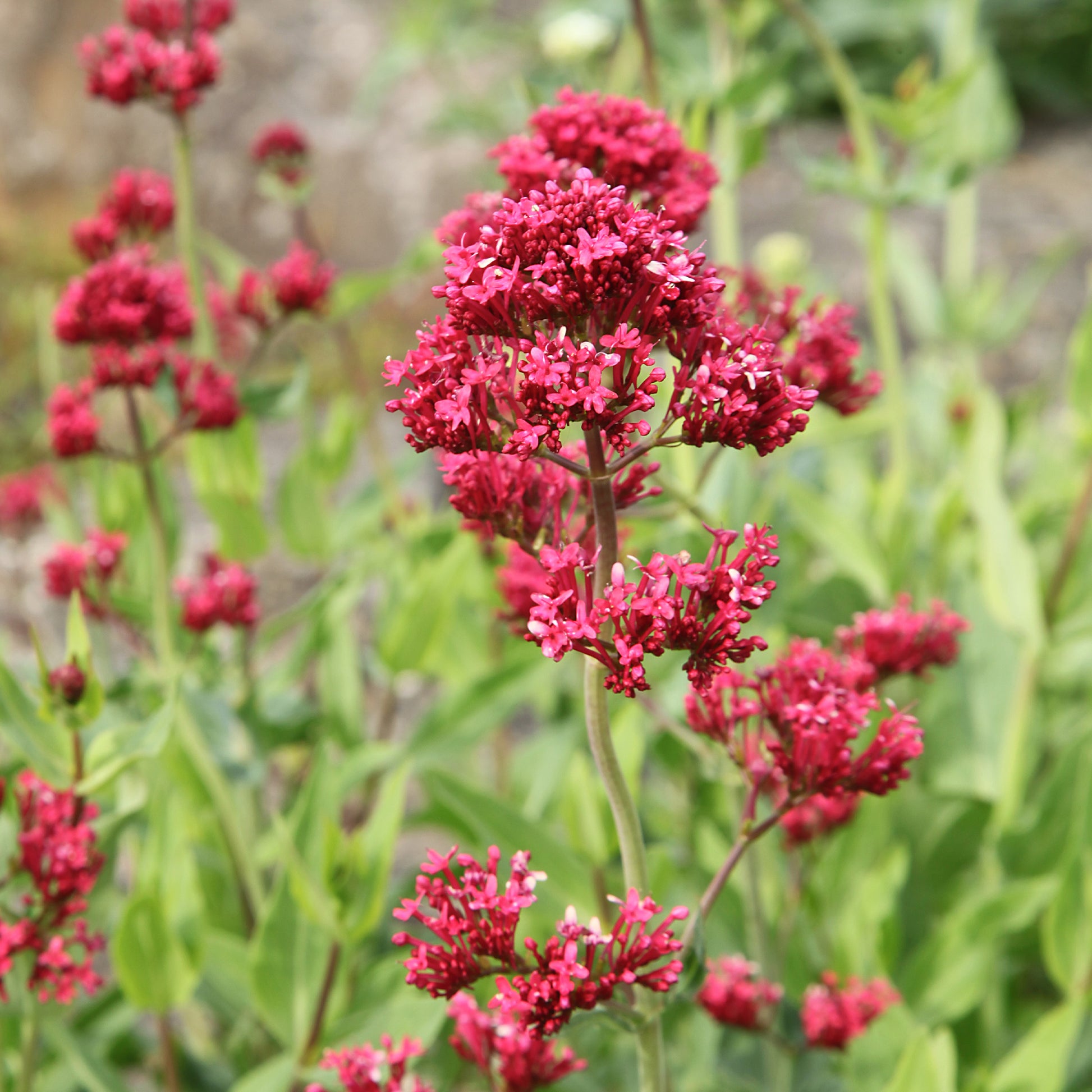 Centranthus ruber coccineus - 3 Valérianes rouges - Plantes vivaces