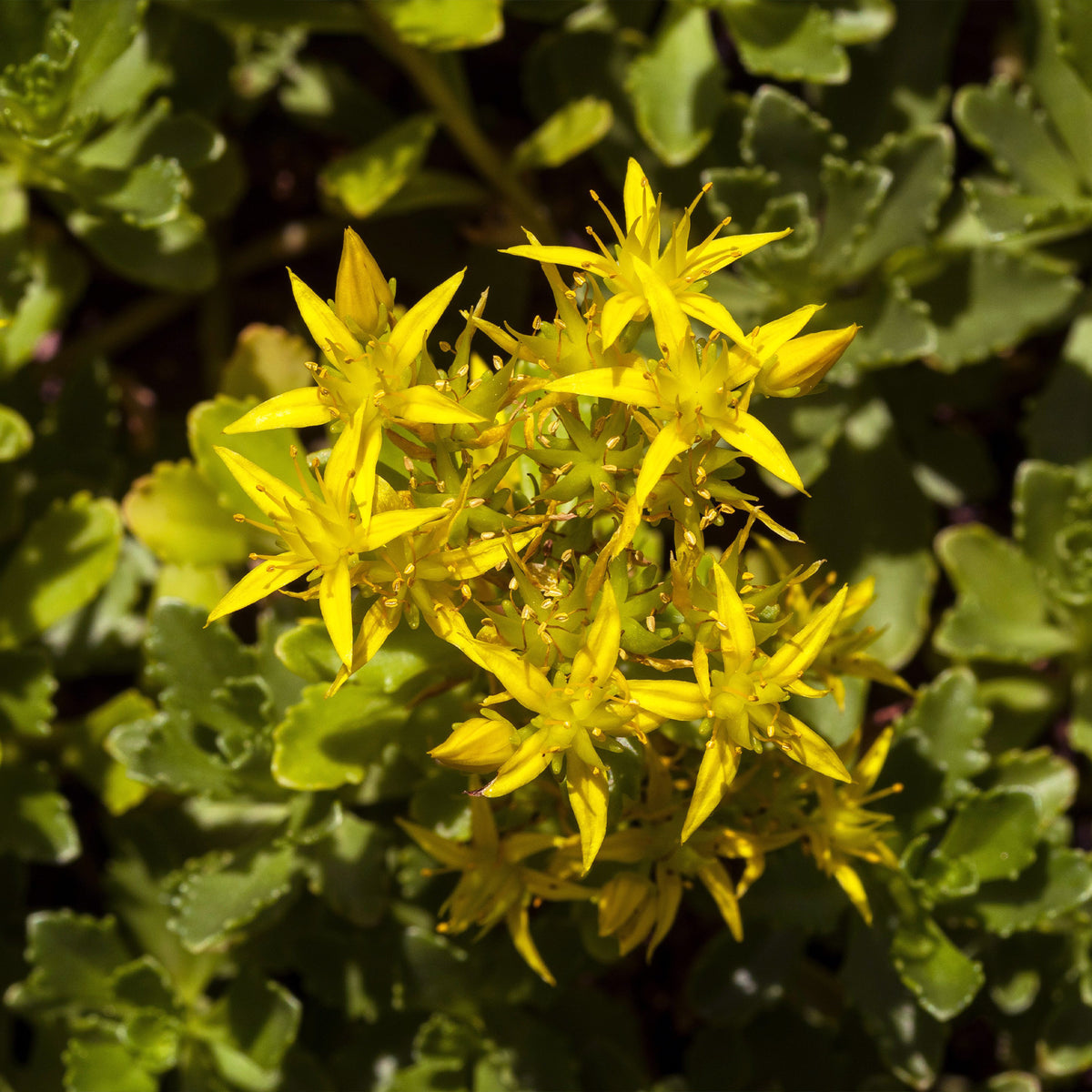 Sedum acre - 2 Sedum acre - Poivre des murailles - Plantes vivaces
