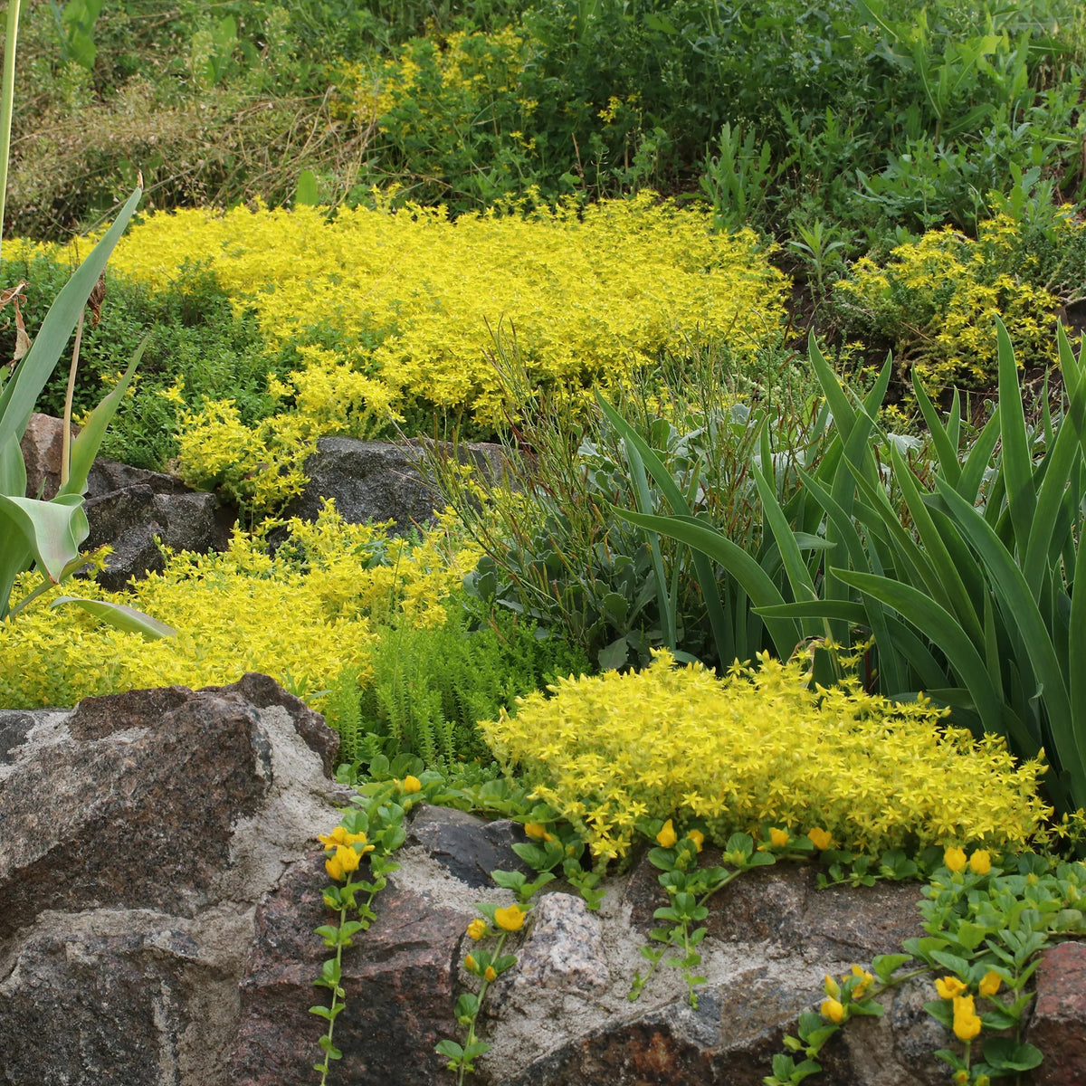 Campanula poscharskyana, Sedum acre - 4 couvre-sols pour murets - Vivaces fleuries