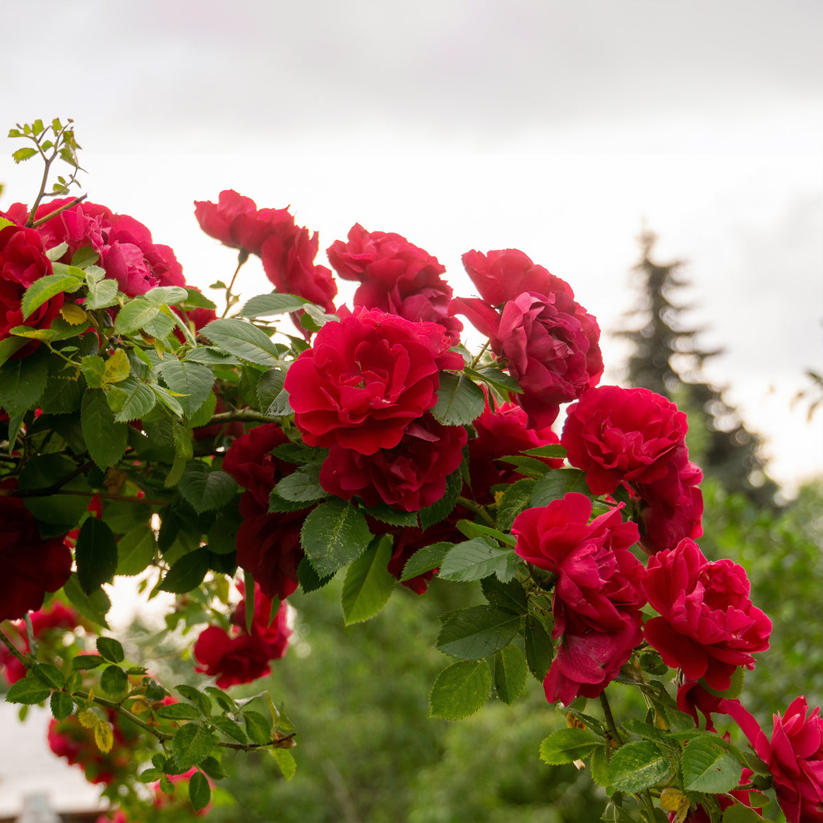Rosier grimpant rouge - Rosa - Bakker