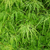 Erable japonais 'Emerald Lace' - Acer palmatum emerald lace - Bakker