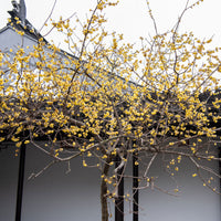 Chimonanthe précoce - Chimonanthus praecox - Bakker