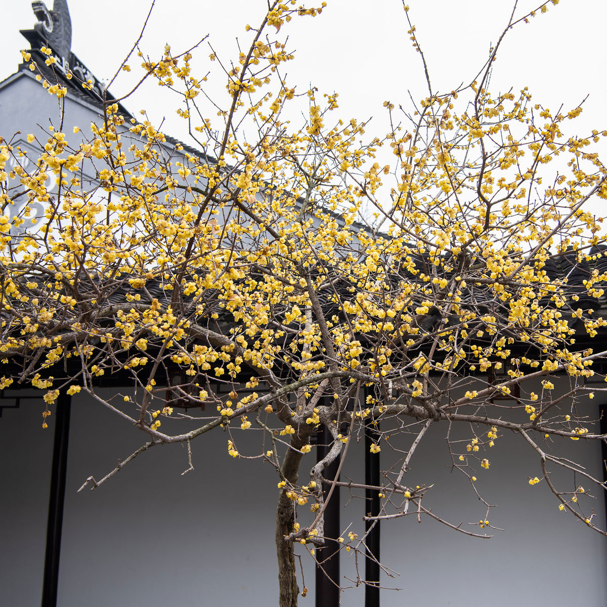 Chimonanthe précoce - Chimonanthus praecox - Bakker