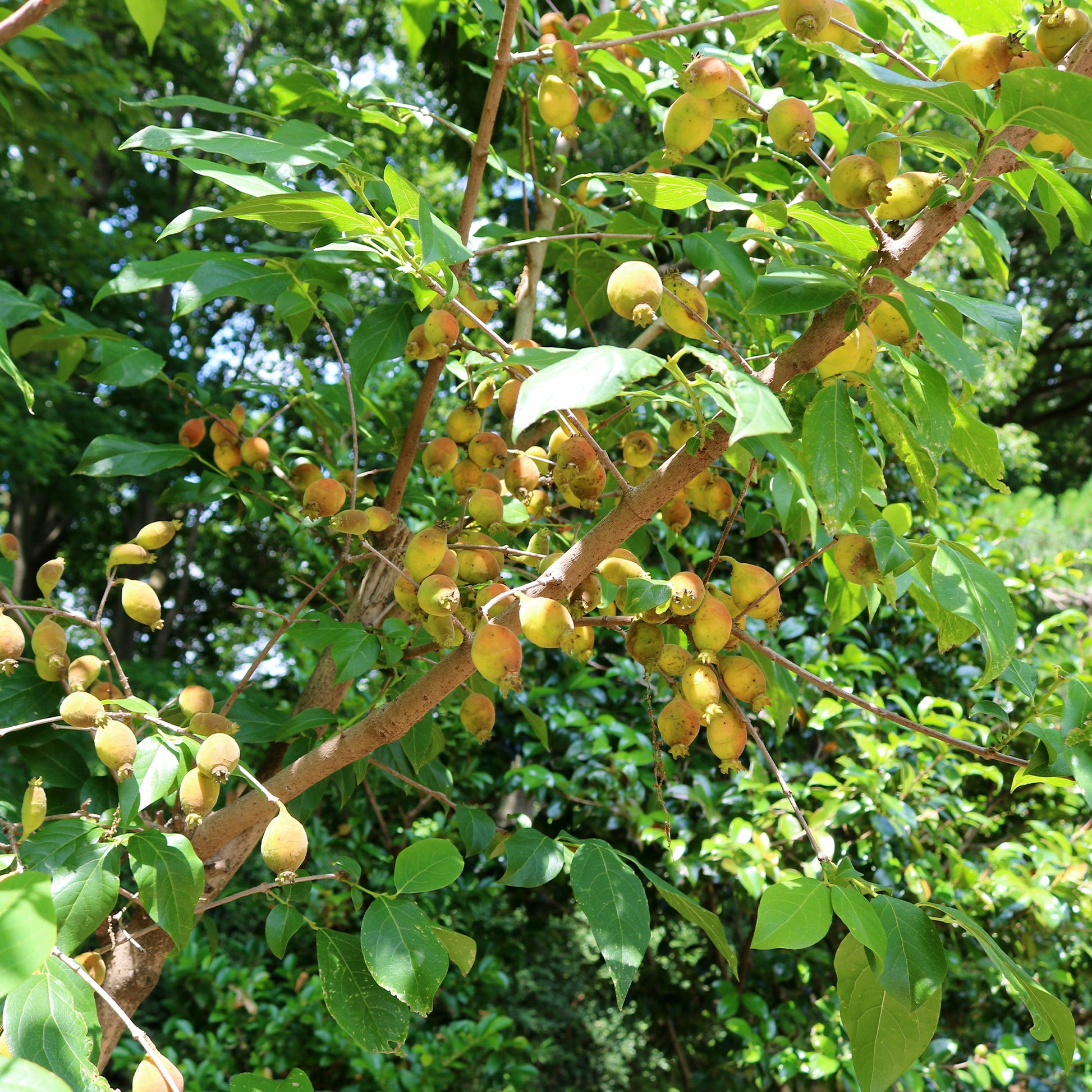 Bakker - Chimonanthe précoce - Chimonanthus praecox - Plantes d'extérieur