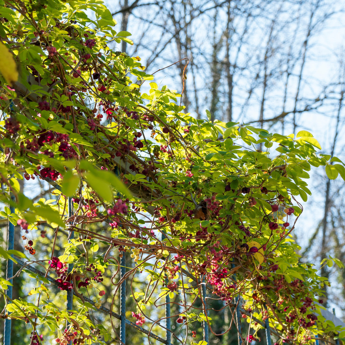 Vente Akébie à cinq feuilles 'Quinata' - Akebia quinata