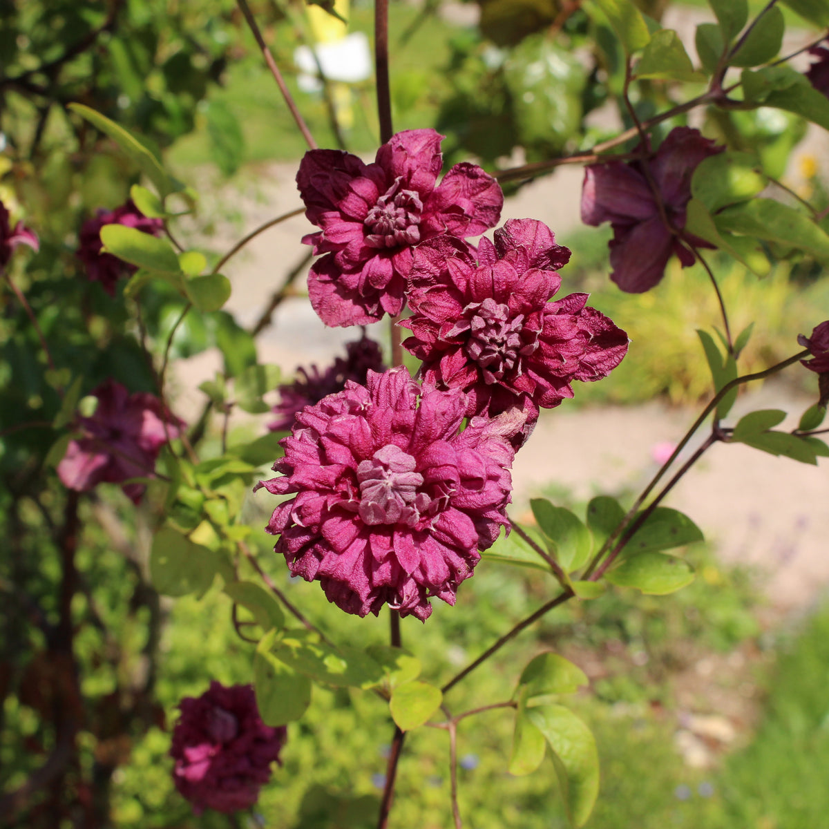 Clematis viticella Purpurea Plena Elegans - Clématite double pourpre - Clématite