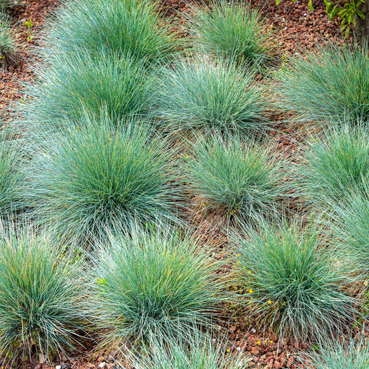 Bakker - 3 Fétuques bleues - Festuca glauca