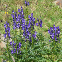 Vente Le massif été fleuri - 18 plantes vivaces - Superficie environ 2 m² - Acanthus mollis, Heliopsis scabra, Aconitum napellus, Phlox paniculata, Hemrocallis Samy Russel,  Lychnis viscaria, Anaphalis triplinervis, Campanula carpatica