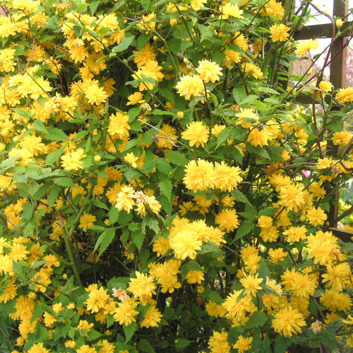 Kerria japonica pleniflora - Corête du Japon - Arbustes fleuris