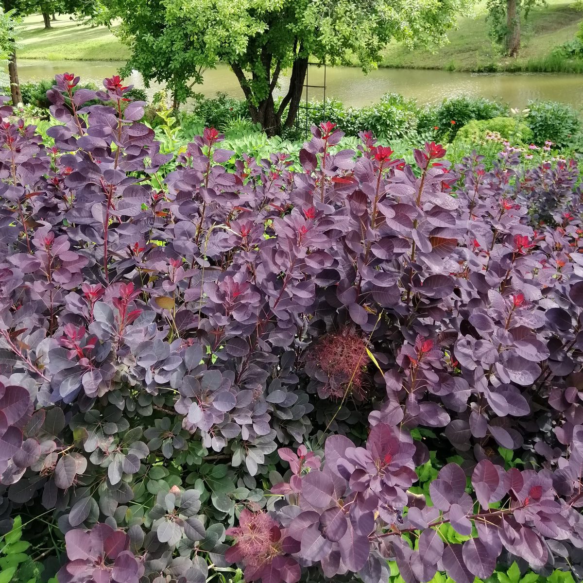 Arbustes - Arbre à perruque pourpre Royal Purple - Cotinus coggygria royal purple