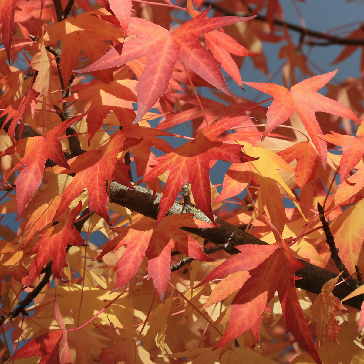 Vente Copalme d'Amérique - Liquidambar - Liquidambar styraciflua