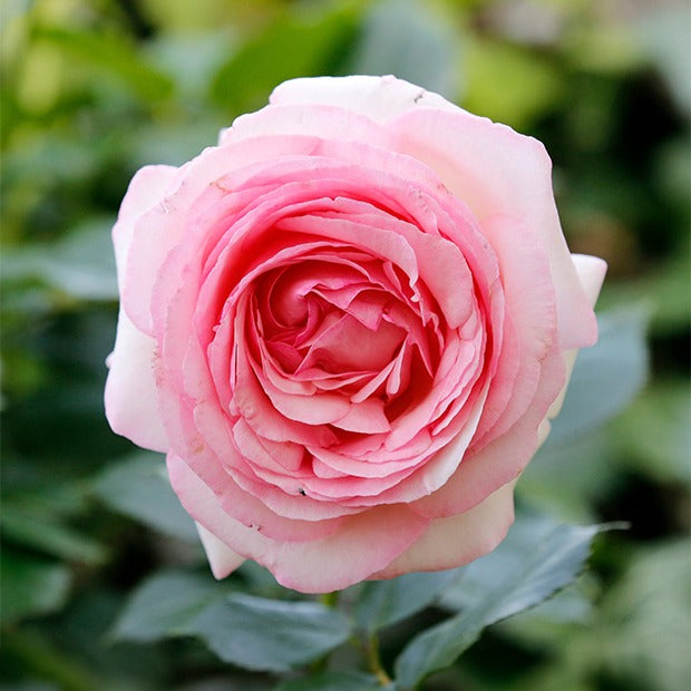 Rosier anglais Her's Ausgreen ® - Rosa her's ausgreen ® (ausblush) - Bakker