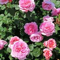 Rosiers - racines nues - Collection de 3 Rosiers anglais : Fish Ausgreen, Charlie, Her's Ausgreen - Rosa(fish ausgreen,charlie ausgreen,her's ausgreen