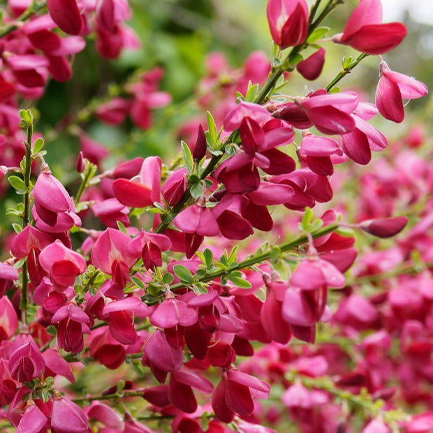 Genêt Boskoop Ruby - Cytisus praecox Boskoop Ruby - Bakker