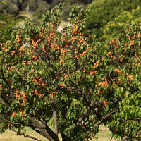 Bakker - Abricotier Bergeron - Prunus armeniaca Bergeron