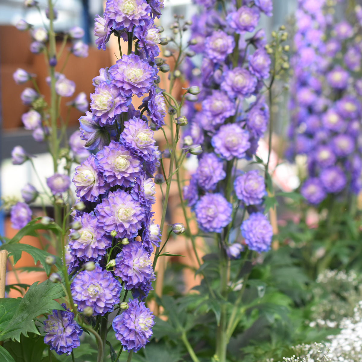 Delphinium Highlander® Bolero - Delphinium Highlander® Bolero - Delphinium