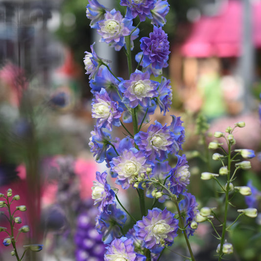 Delphinium Highlander® Bolero - Bakker