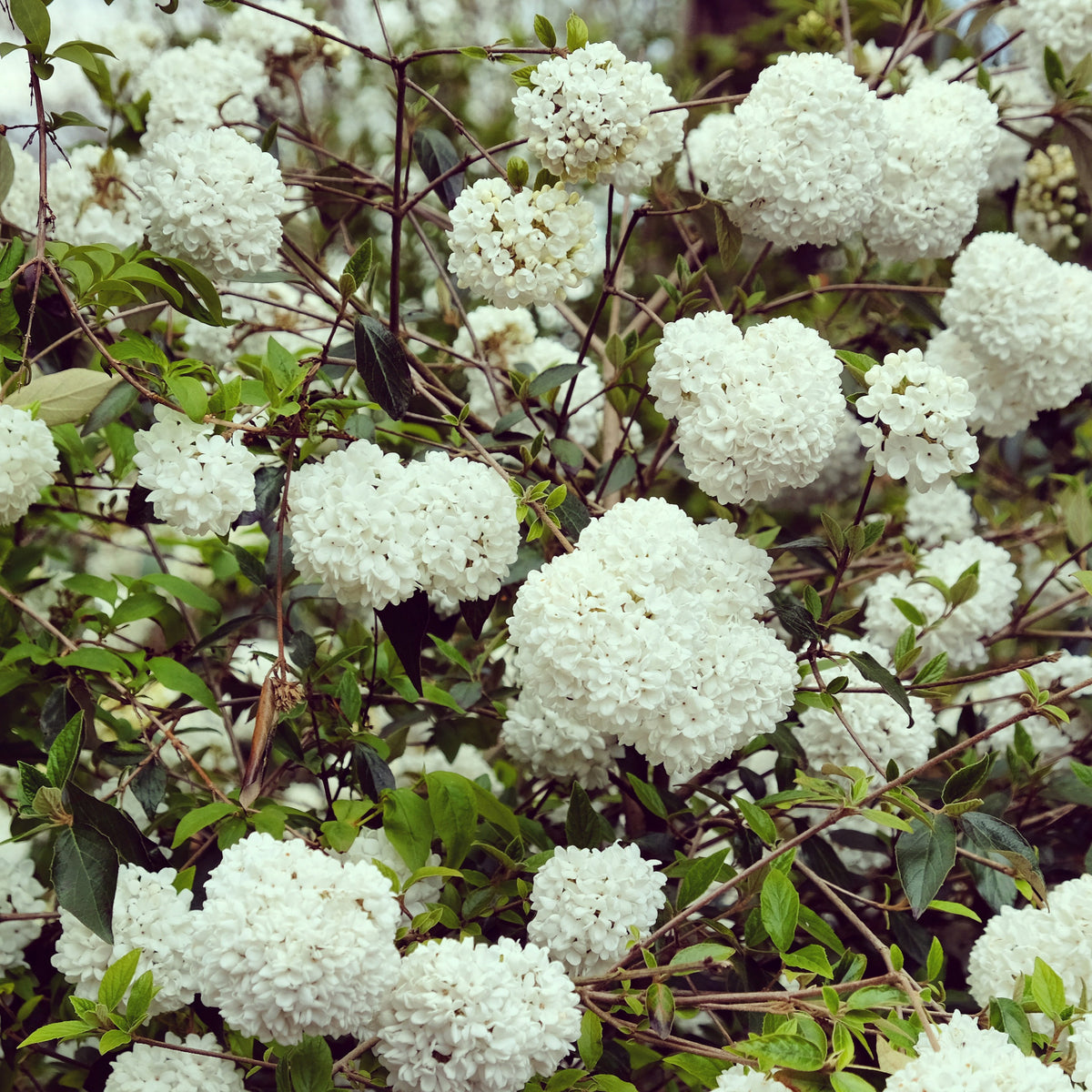 Arbustes - Boule de neige sur tige - Viburnum eskimo