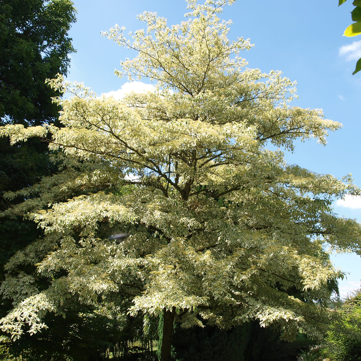 Cornouiller des pagodes panaché - Cornus controversa variegata - Bakker